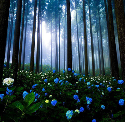 blue flowers