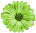 flower5.png